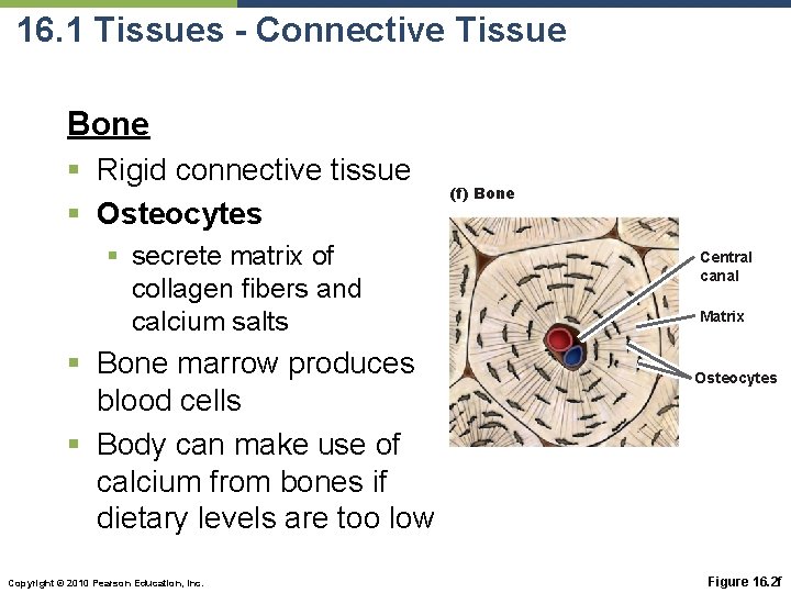 16. 1 Tissues - Connective Tissue Bone § Rigid connective tissue § Osteocytes §