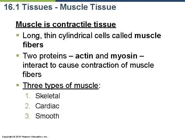 16. 1 Tissues - Muscle Tissue Muscle is contractile tissue § Long, thin cylindrical