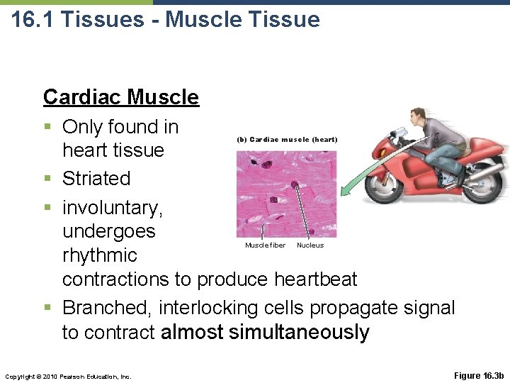 16. 1 Tissues - Muscle Tissue Cardiac Muscle § Only found in heart tissue