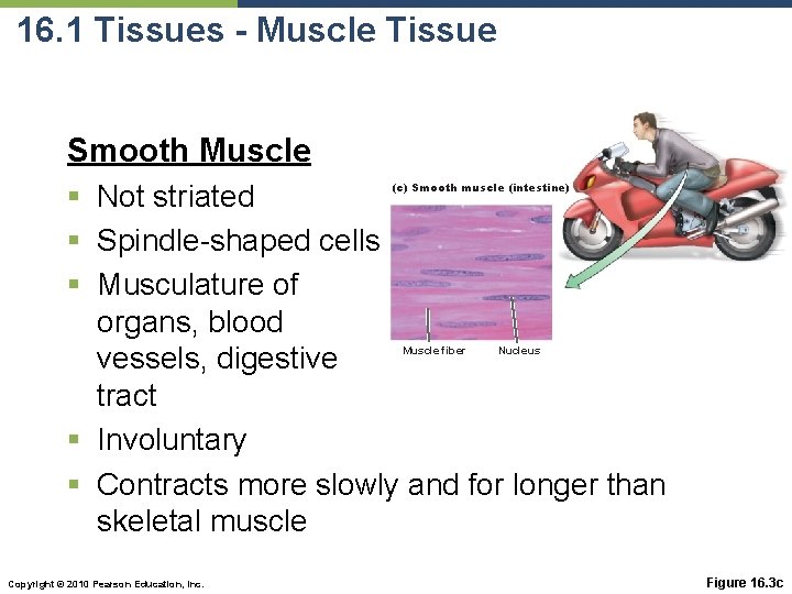 16. 1 Tissues - Muscle Tissue Smooth Muscle § Not striated § Spindle-shaped cells