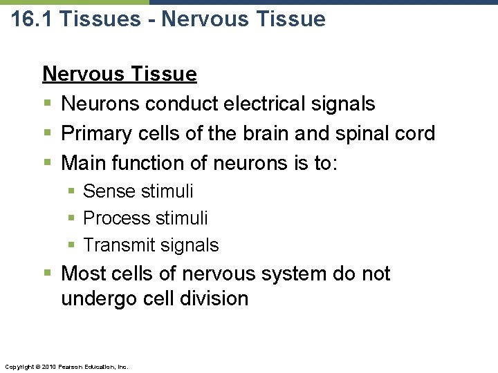 16. 1 Tissues - Nervous Tissue § Neurons conduct electrical signals § Primary cells