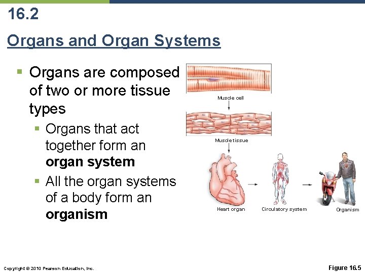16. 2 Organs and Organ Systems § Organs are composed of two or more 16. 2 Organs and Organ Systems § Organs are composed of two or more