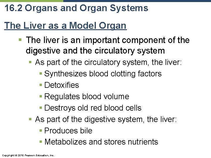 16. 2 Organs and Organ Systems The Liver as a Model Organ § The