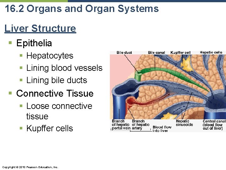 16. 2 Organs and Organ Systems Liver Structure § Epithelia § Hepatocytes § Lining