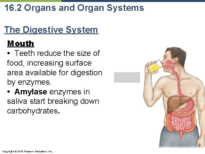 16. 2 Organs and Organ Systems The Digestive System Mouth • Teeth reduce the