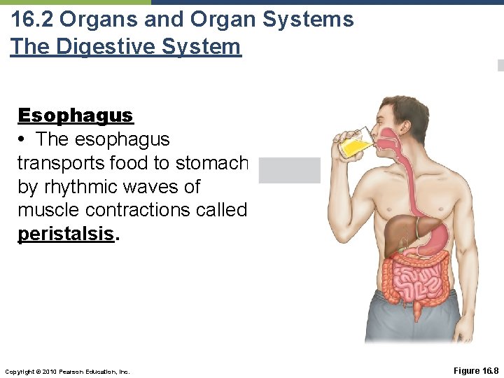 16. 2 Organs and Organ Systems The Digestive System Esophagus • The esophagus transports