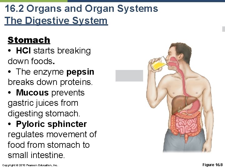 16. 2 Organs and Organ Systems The Digestive System Stomach • HCl starts breaking