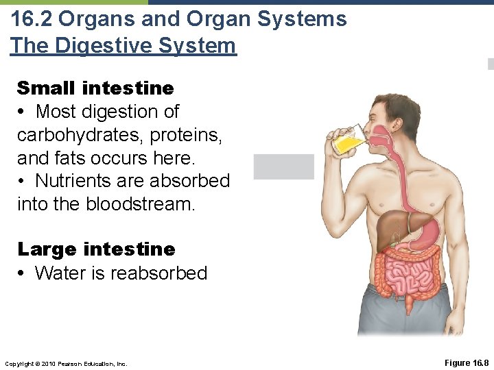 16. 2 Organs and Organ Systems The Digestive System Small intestine • Most digestion