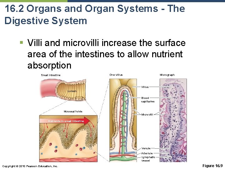 16. 2 Organs and Organ Systems - The Digestive System § Villi and microvilli