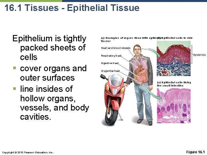 16. 1 Tissues - Epithelial Tissue Epithelium is tightly packed sheets of cells §