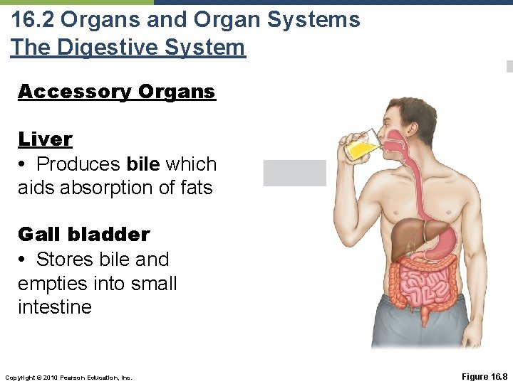 16. 2 Organs and Organ Systems The Digestive System Accessory Organs Liver • Produces