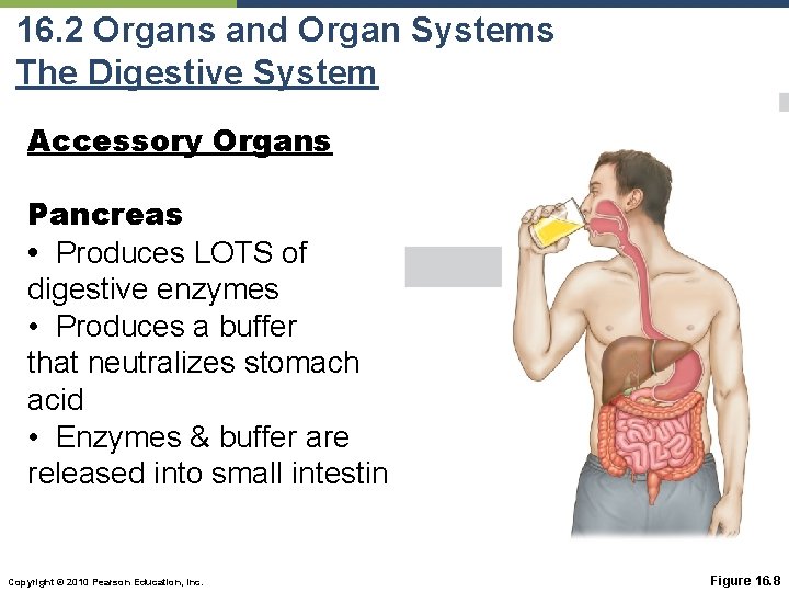 16. 2 Organs and Organ Systems The Digestive System Accessory Organs Pancreas • Produces