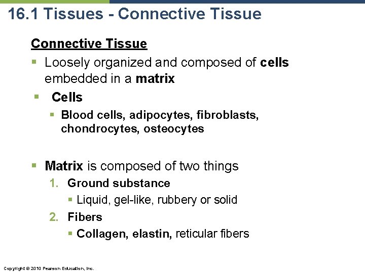 16. 1 Tissues - Connective Tissue § Loosely organized and composed of cells embedded 16. 1 Tissues - Connective Tissue § Loosely organized and composed of cells embedded