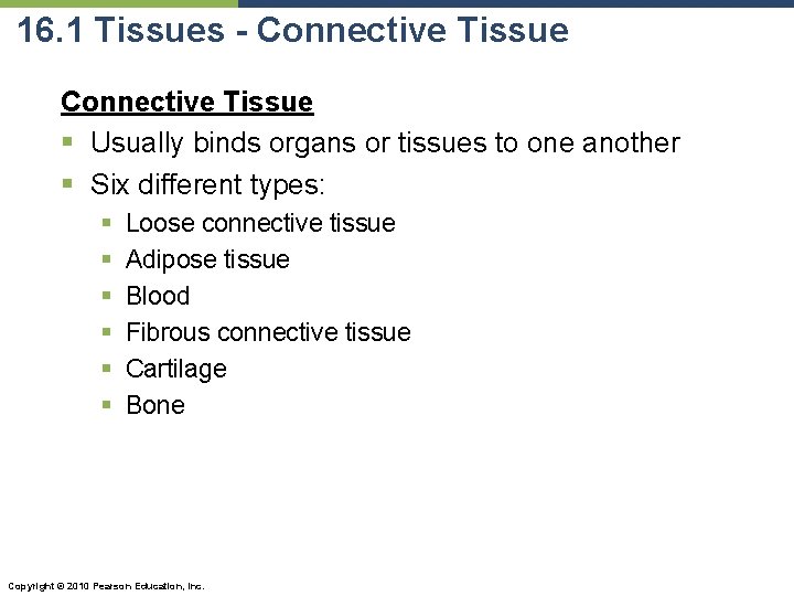16. 1 Tissues - Connective Tissue § Usually binds organs or tissues to one