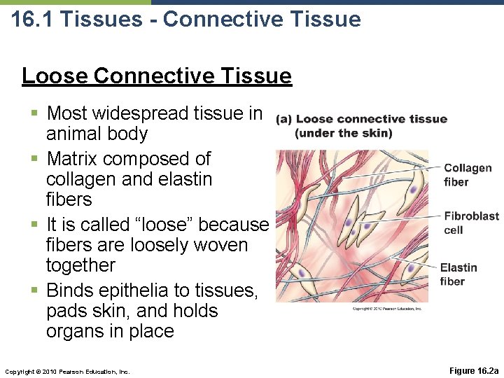 16. 1 Tissues - Connective Tissue Loose Connective Tissue § Most widespread tissue in