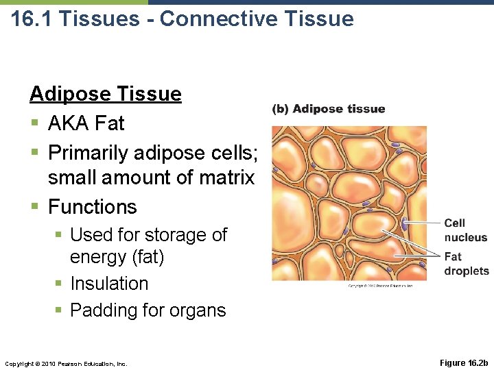 16. 1 Tissues - Connective Tissue Adipose Tissue § AKA Fat § Primarily adipose