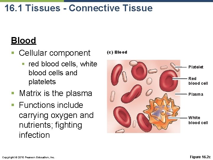 16. 1 Tissues - Connective Tissue Blood § Cellular component § red blood cells,