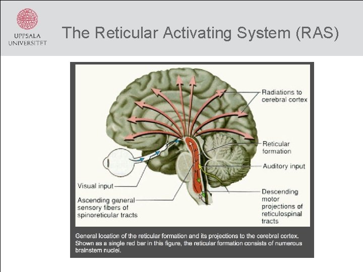 The Reticular Activating System (RAS) The Reticular Activating System (RAS)