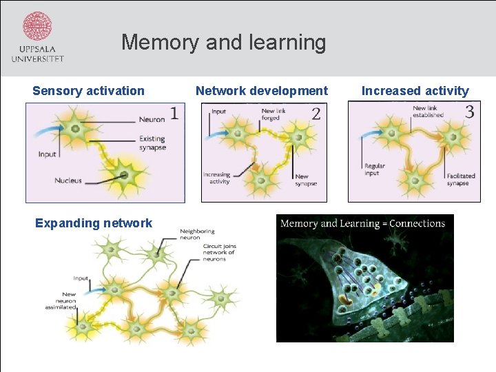 Memory and learning Sensory activation Expanding network Network development Increased activity 