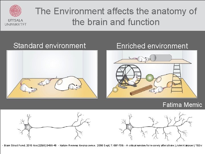 The Environment affects the anatomy of the brain and function Standard environment Enriched environment