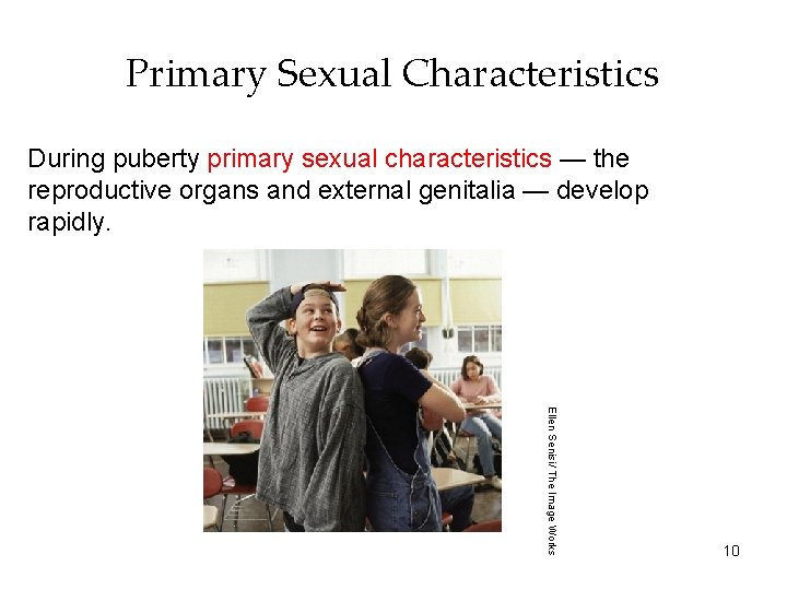 Primary Sexual Characteristics During puberty primary sexual characteristics — the reproductive organs and external