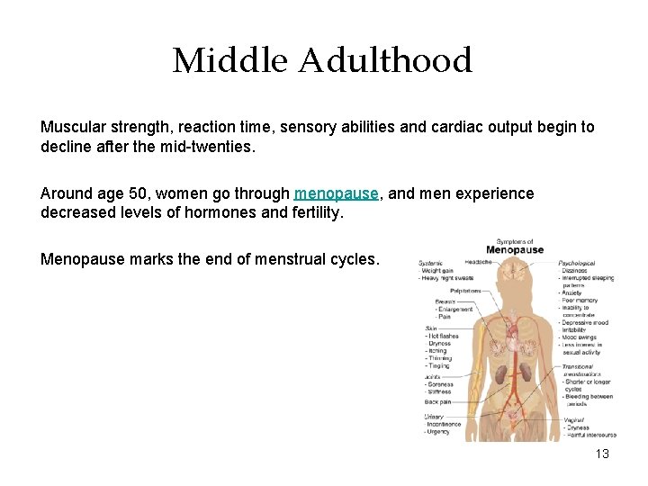 Middle Adulthood Muscular strength, reaction time, sensory abilities and cardiac output begin to decline