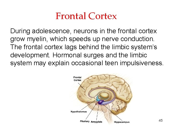 Frontal Cortex During adolescence, neurons in the frontal cortex grow myelin, which speeds up