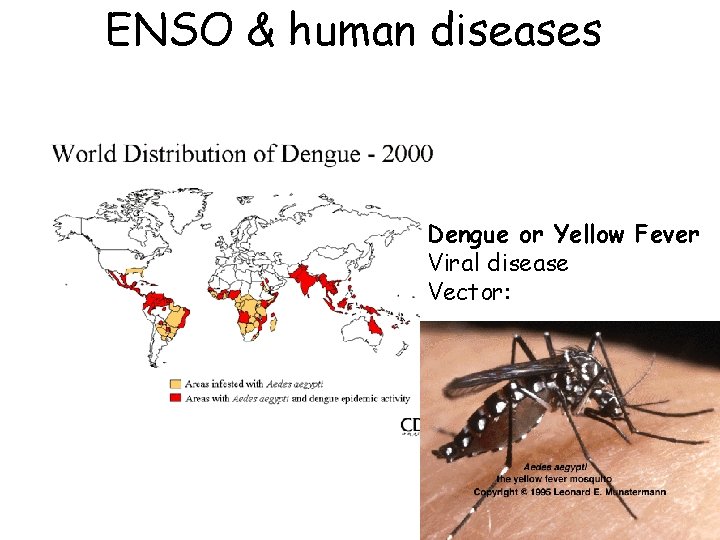 ENSO & human diseases Dengue or Yellow Fever Viral disease Vector: 