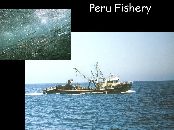 Peru Fishery 