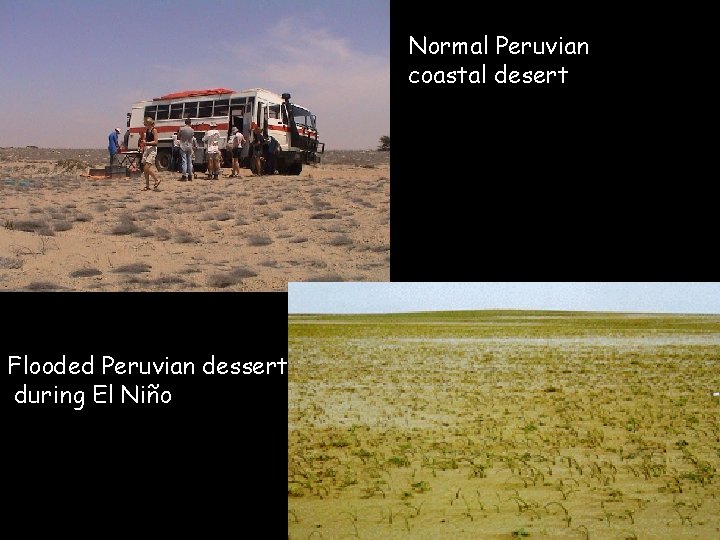Normal Peruvian coastal desert Flooded Peruvian dessert during El Niño 