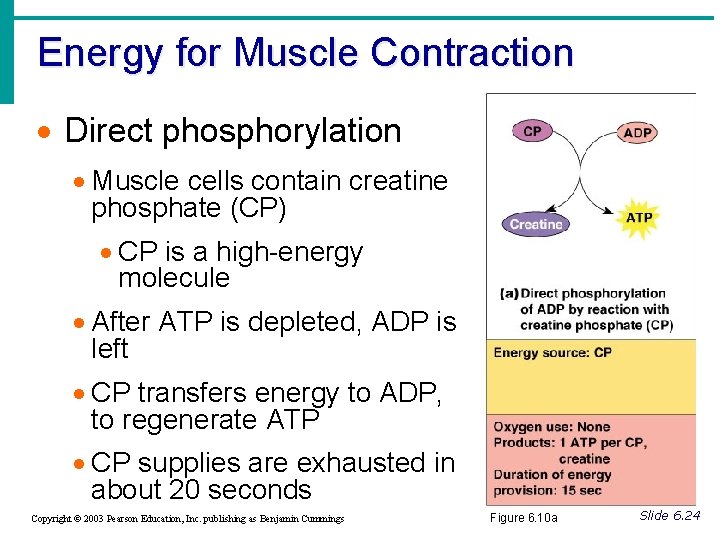 Energy for Muscle Contraction · Direct phosphorylation · Muscle cells contain creatine phosphate (CP)