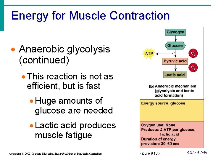 Energy for Muscle Contraction · Anaerobic glycolysis (continued) · This reaction is not as