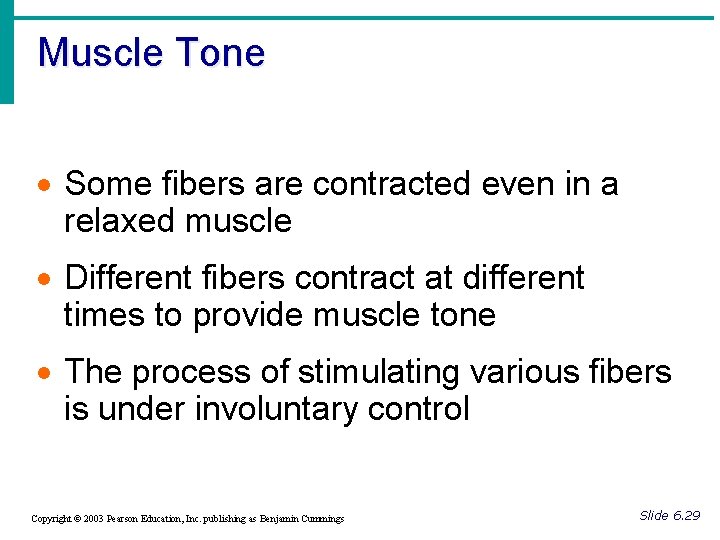 Muscle Tone · Some fibers are contracted even in a relaxed muscle · Different