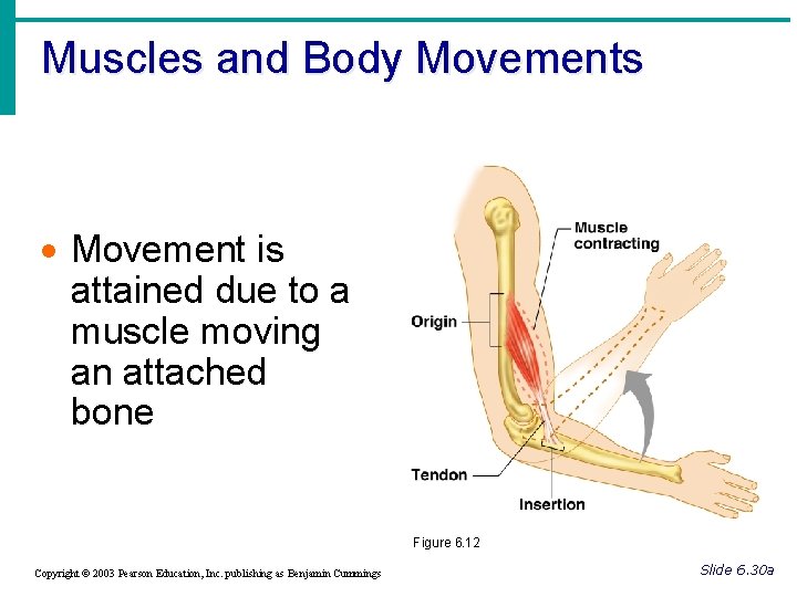 Muscles and Body Movements · Movement is attained due to a muscle moving an