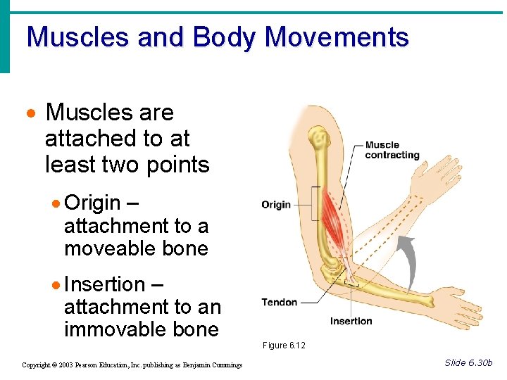 Muscles and Body Movements · Muscles are attached to at least two points ·