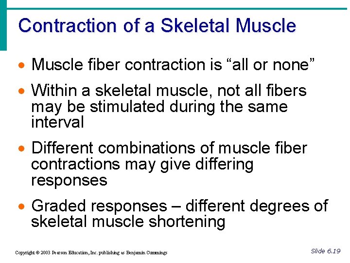 Contraction of a Skeletal Muscle · Muscle fiber contraction is “all or none” ·