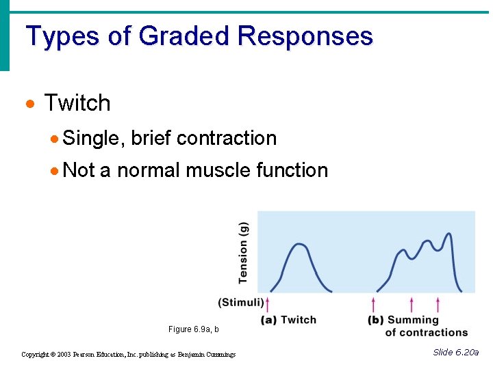 Types of Graded Responses · Twitch · Single, brief contraction · Not a normal
