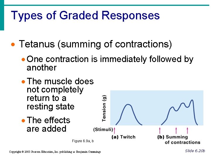 Types of Graded Responses · Tetanus (summing of contractions) · One contraction is immediately