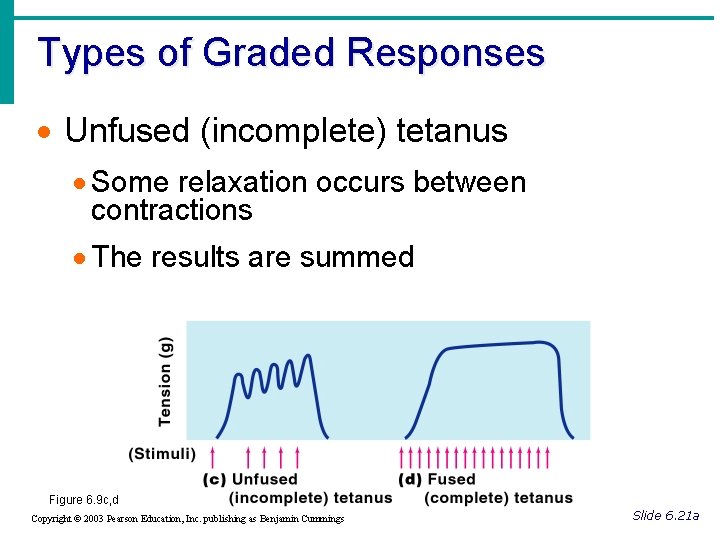 Types of Graded Responses · Unfused (incomplete) tetanus · Some relaxation occurs between contractions