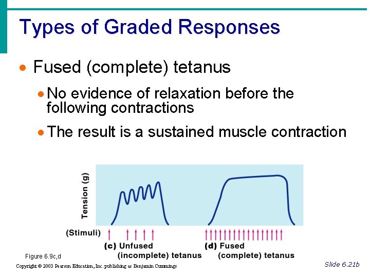 Types of Graded Responses · Fused (complete) tetanus · No evidence of relaxation before