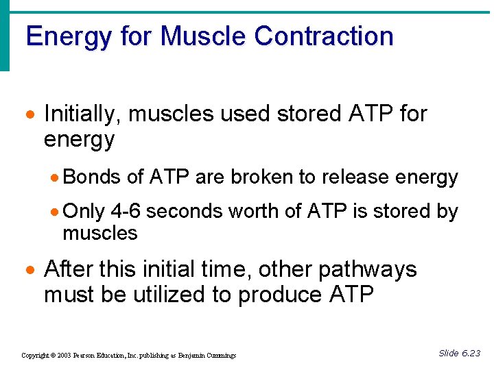 Energy for Muscle Contraction · Initially, muscles used stored ATP for energy · Bonds