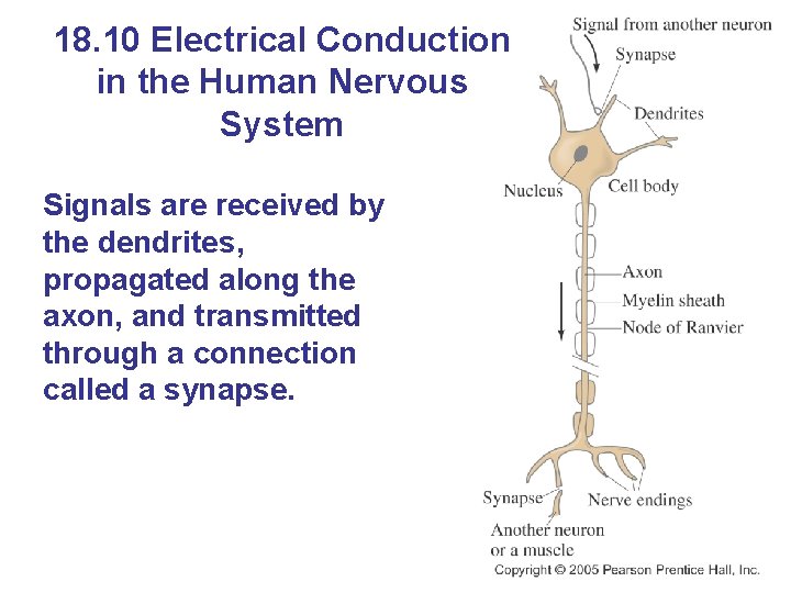 18. 10 Electrical Conduction in the Human Nervous System Signals are received by the