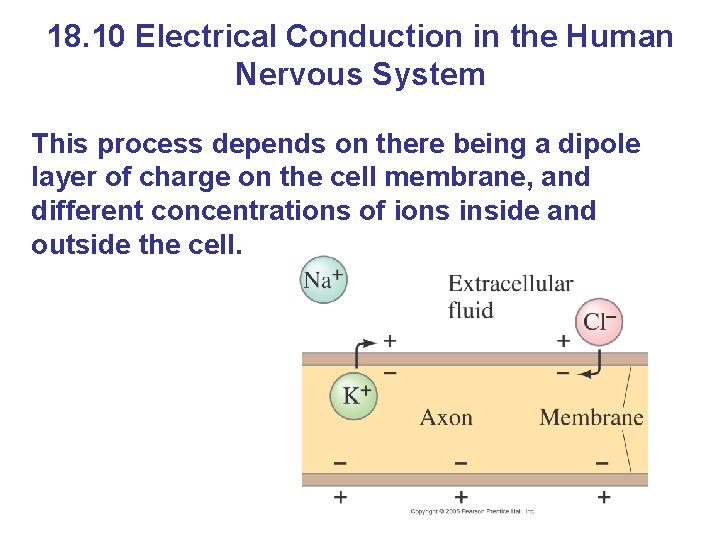 18. 10 Electrical Conduction in the Human Nervous System This process depends on there