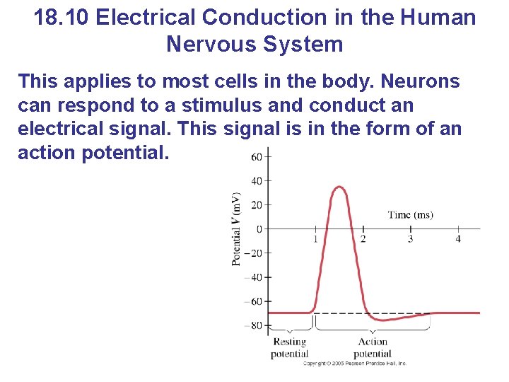 18. 10 Electrical Conduction in the Human Nervous System This applies to most cells