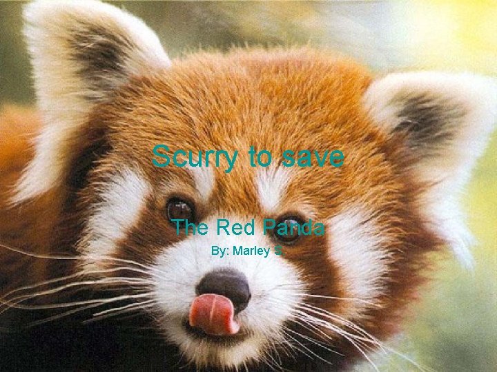 Scurry to save The Red Panda By: Marley S. 