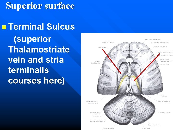 Superior surface n Terminal Sulcus (superior Thalamostriate vein and stria terminalis courses here) 