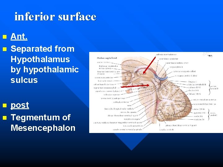 inferior surface n n Ant. Separated from Hypothalamus by hypothalamic sulcus post Tegmentum of