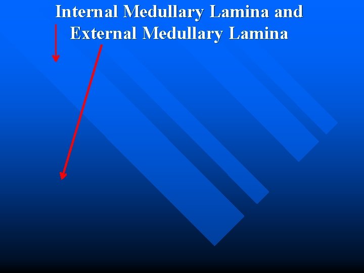 Internal Medullary Lamina and External Medullary Lamina 