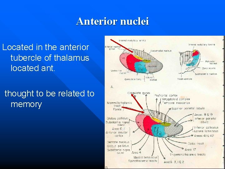 Anterior nuclei Located in the anterior tubercle of thalamus located ant. thought to be