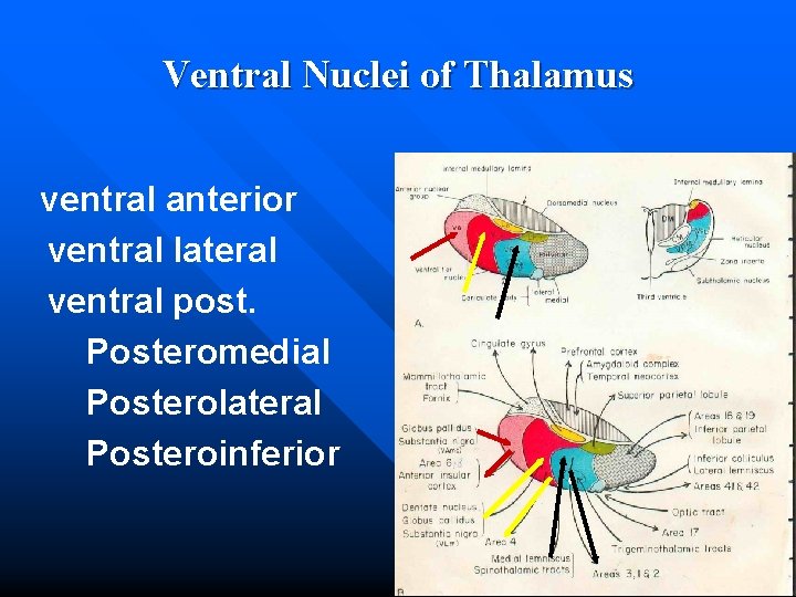 Ventral Nuclei of Thalamus ventral anterior ventral lateral ventral post. Posteromedial Posterolateral Posteroinferior 